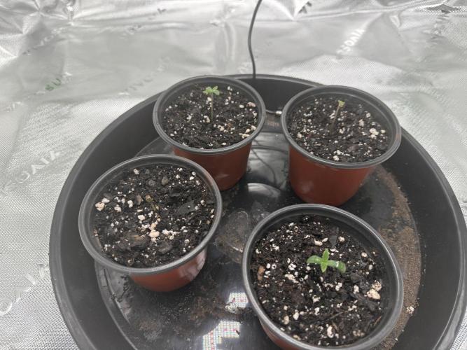 Grow tent VIVOSUN 2.7x2.7. Week 0