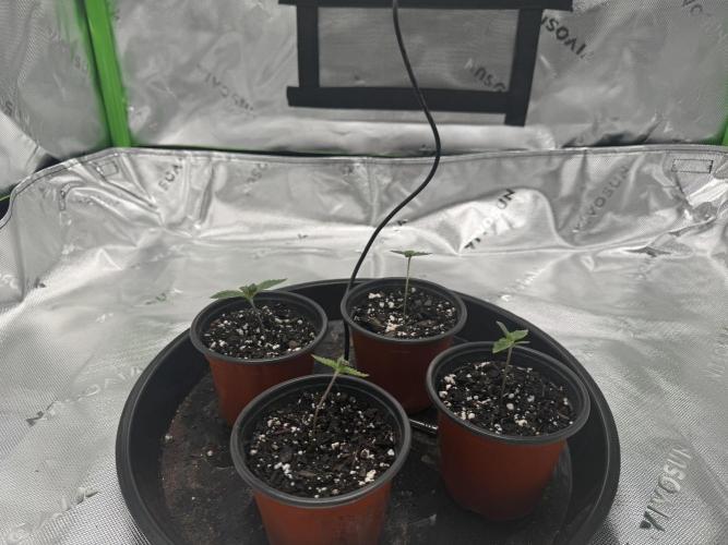 Grow tent VIVOSUN 2.7x2.7. Week 1