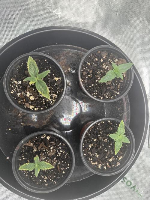 Grow tent VIVOSUN 2.7x2.7. Week 1