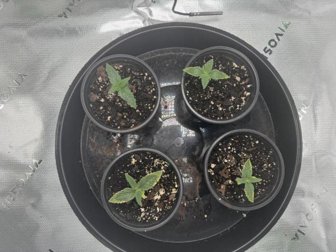 Grow tent VIVOSUN 2.7x2.7. Week 1