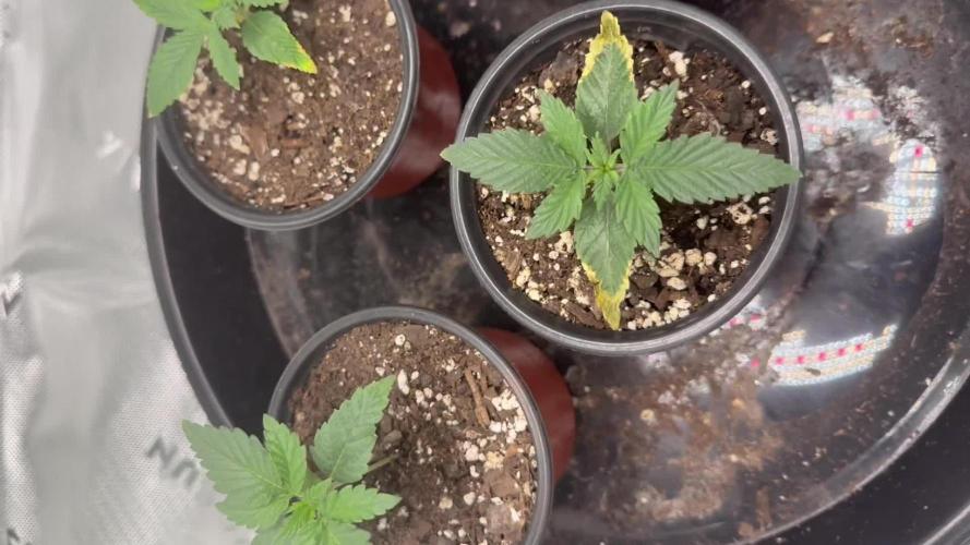 Grow tent VIVOSUN 2.7x2.7