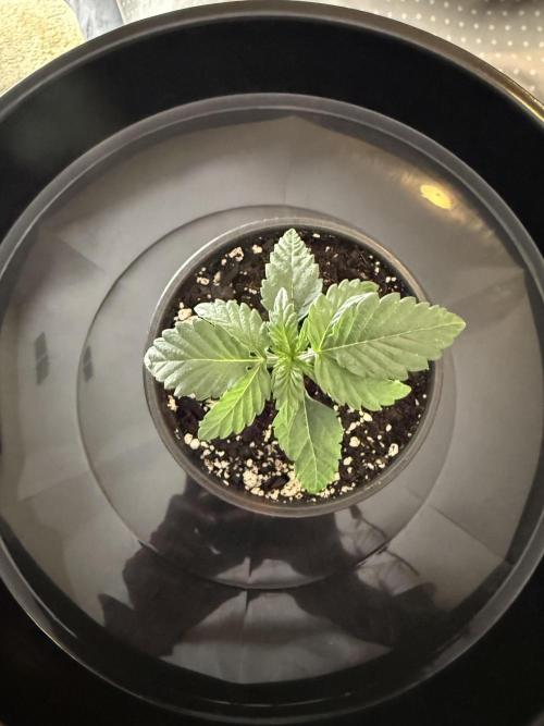 Grow tent VIVOSUN 2.7x2.7. Week 2