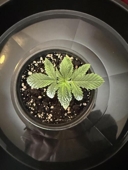 Grow tent VIVOSUN 2.7x2.7. Week 2