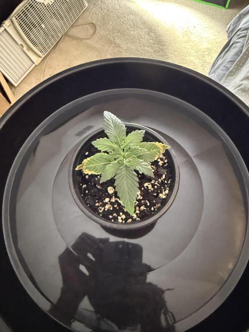 Grow tent VIVOSUN 2.7x2.7. Week 2