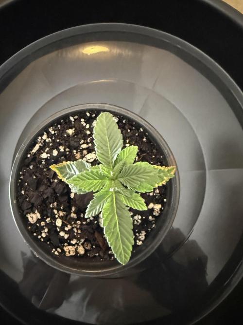 Grow tent VIVOSUN 2.7x2.7. Week 2