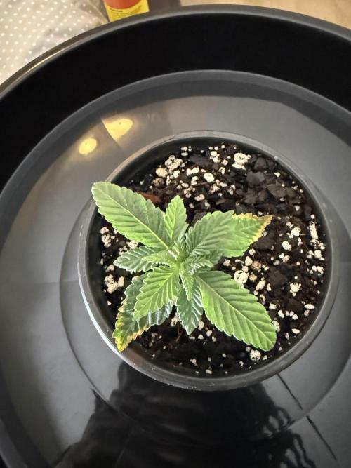 Grow tent VIVOSUN 2.7x2.7. Week 2