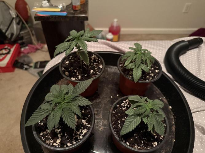 Grow tent VIVOSUN 2.7x2.7. Week 3