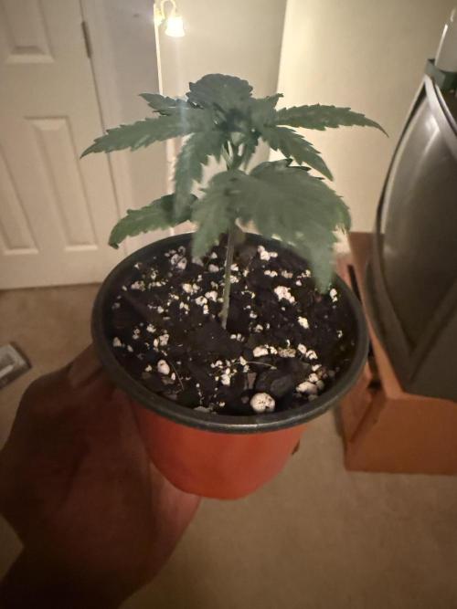 Grow tent VIVOSUN 2.7x2.7. Week 3