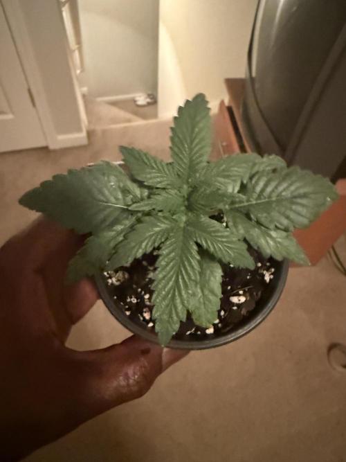 Grow tent VIVOSUN 2.7x2.7. Week 3