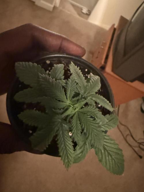 Grow tent VIVOSUN 2.7x2.7. Week 3