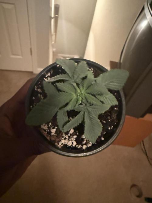 Grow tent VIVOSUN 2.7x2.7. Week 3