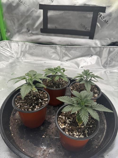 Grow tent VIVOSUN 2.7x2.7. Week 3