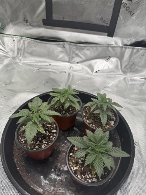 Grow tent VIVOSUN 2.7x2.7. Week 3