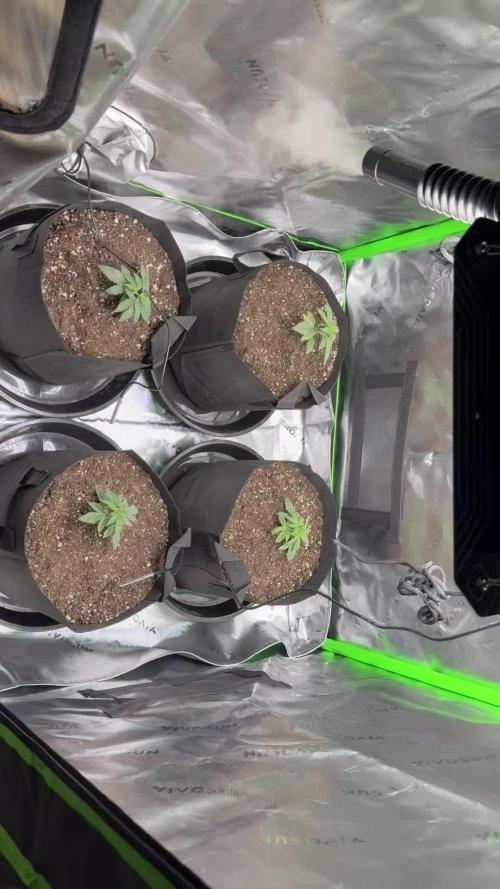 Grow tent VIVOSUN 2.7x2.7