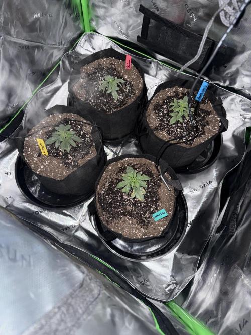 Grow tent VIVOSUN 2.7x2.7. Week 3