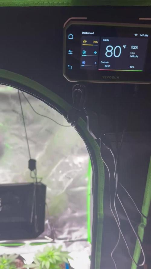 Wrank multipack x Ice dream cake