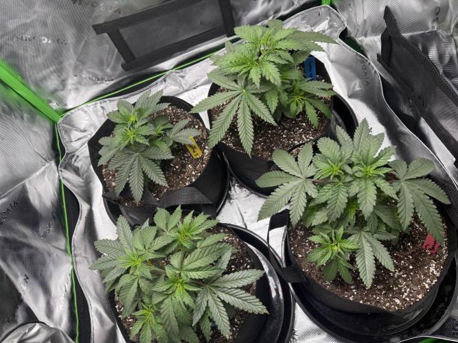 Wrank multipack x Ice dream cake. Week 4