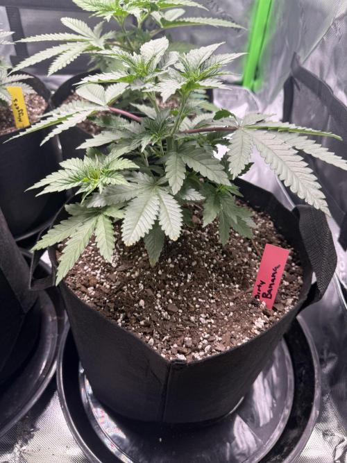 Wrank multipack x Ice dream cake. Week 4