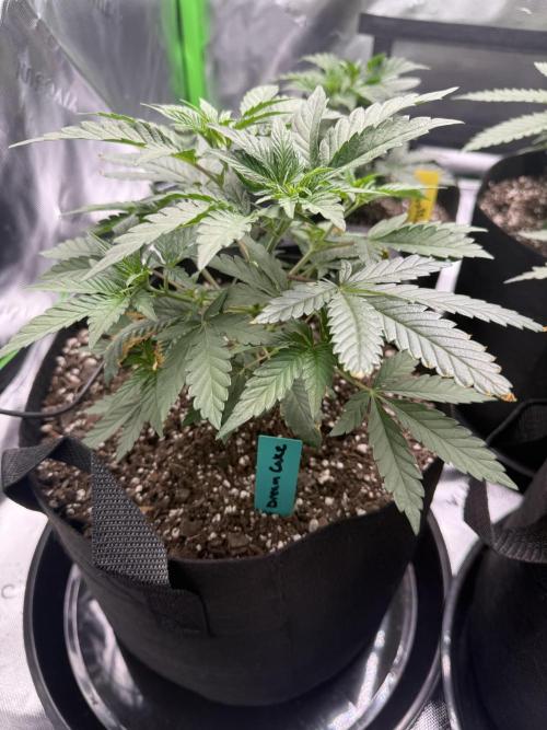 Wrank multipack x Ice dream cake. Week 4