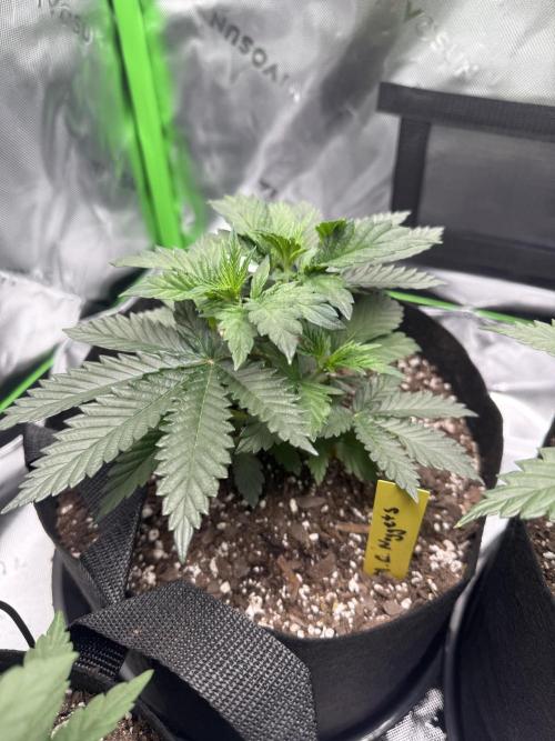 Wrank multipack x Ice dream cake. Week 4
