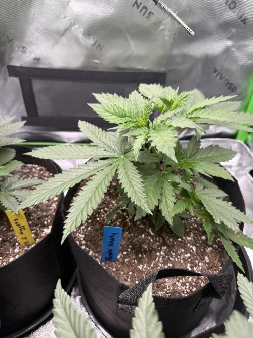 Wrank multipack x Ice dream cake. Week 4