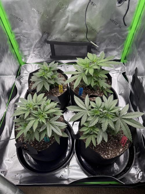 Wrank multipack x Ice dream cake. Week 4