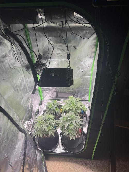 Wrank multipack x Ice dream cake. Week 5