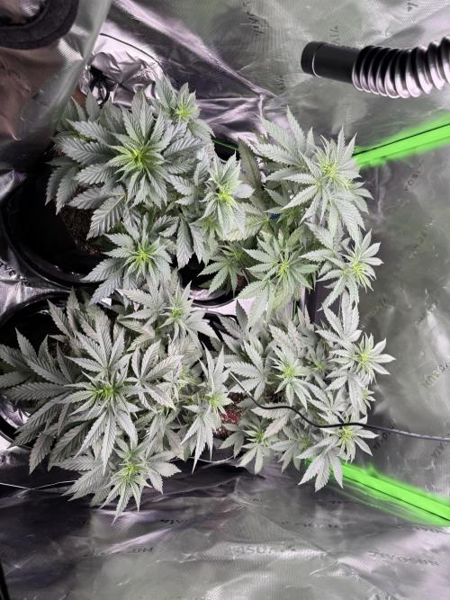 Wrank multipack x Ice dream cake. Week 5