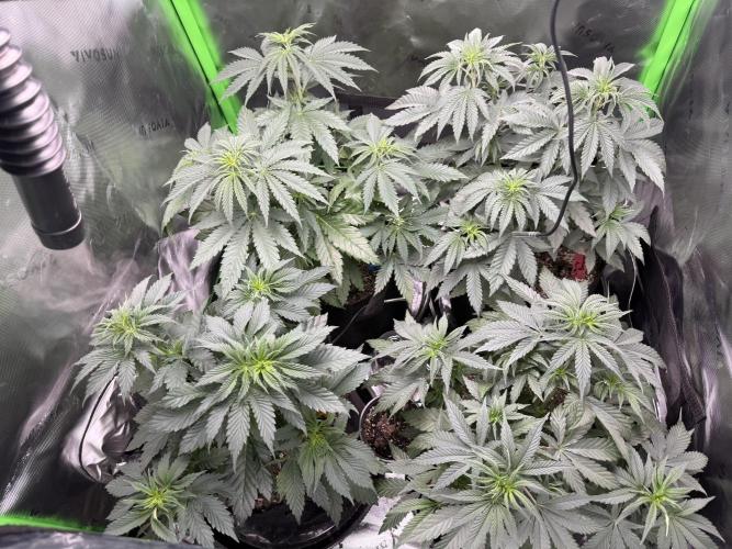 Wrank multipack x Ice dream cake. Week 5