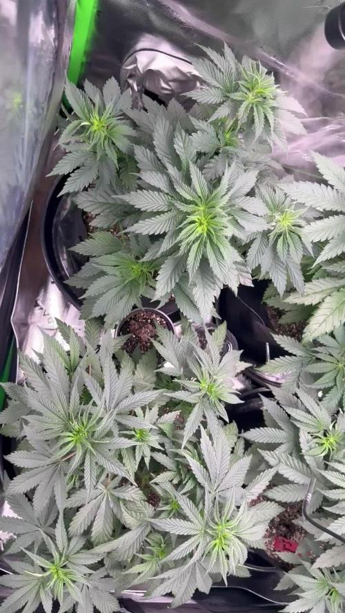 Wrank multipack x Ice dream cake