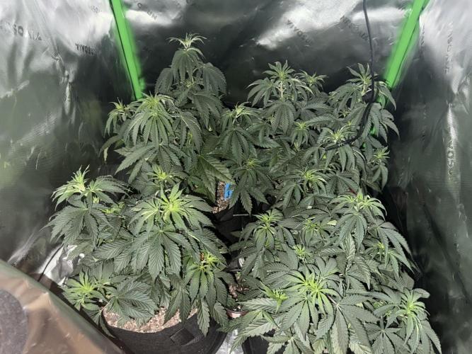 Wrank multipack x Ice dream cake. Week 5