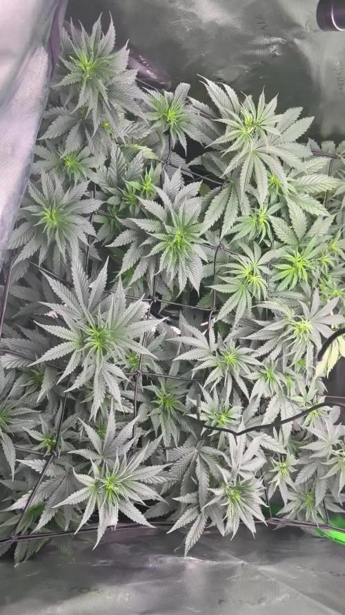 Wrank multipack x Ice dream cake