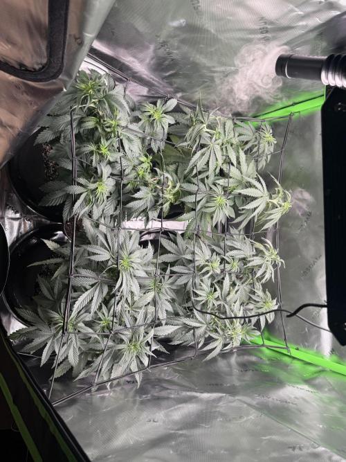 Wrank multipack x Ice dream cake. Week 6