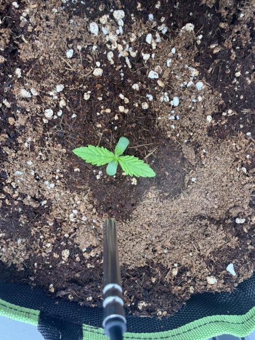 Cherrypie. Week 1 - I think she is ready to veg