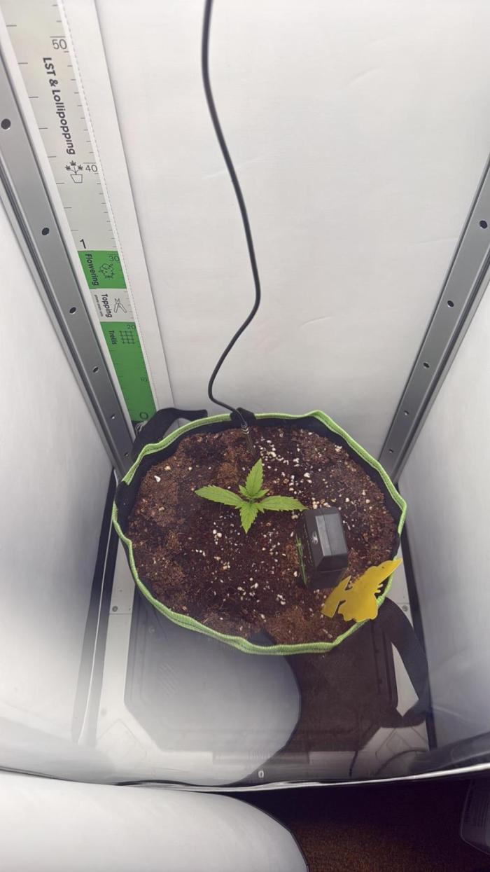 Cherrypie. Week 2 - Started week 2