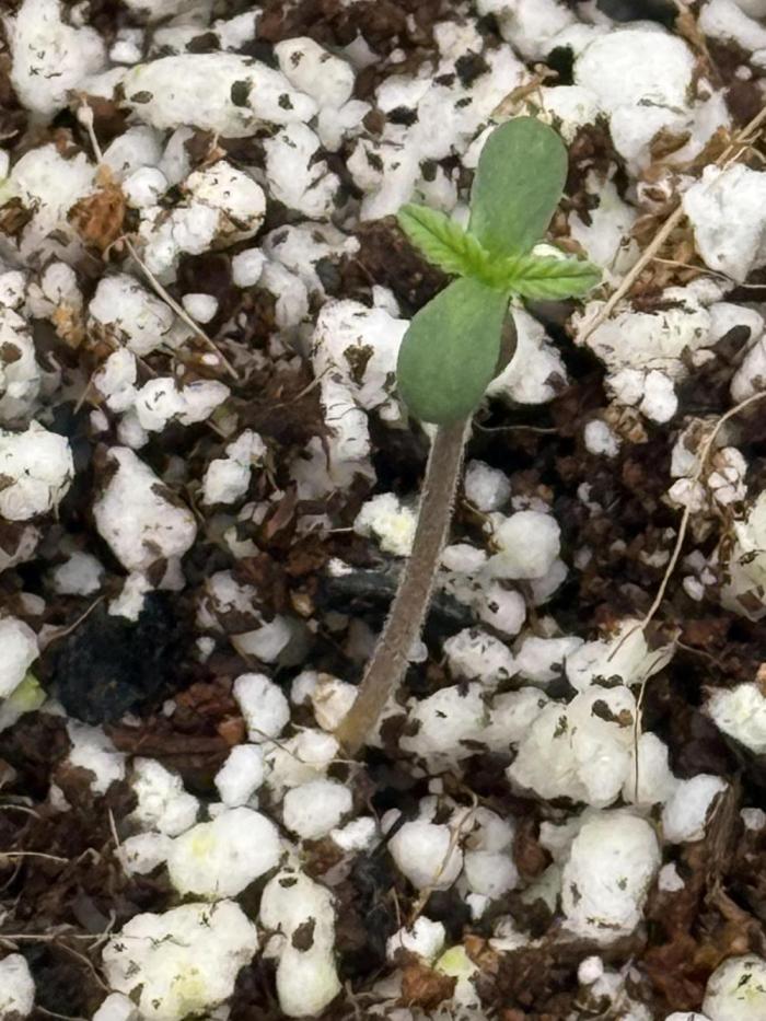 Mix bag. Week 0 - Very small zoomed in