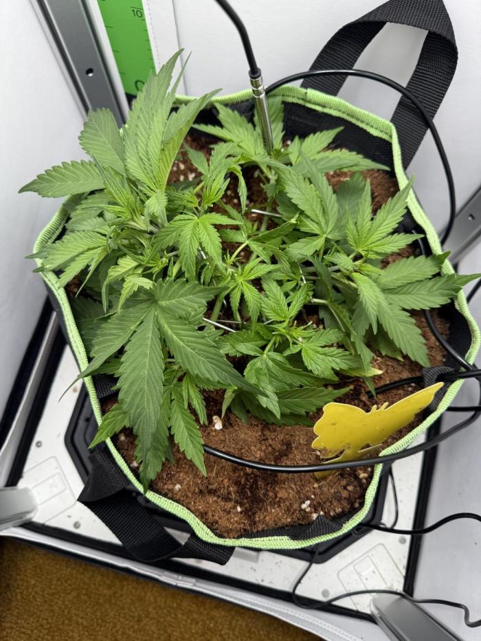 Cherrypie. Week 4 - Time to defoliate 