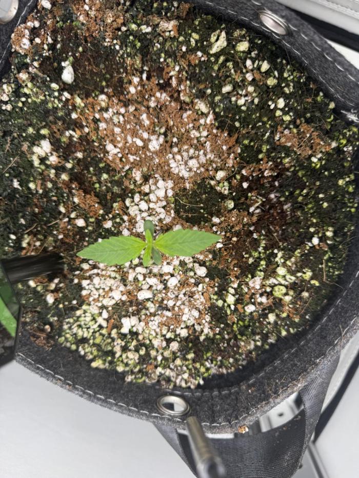 Mix bag. Week 1 - Took 4 extra days