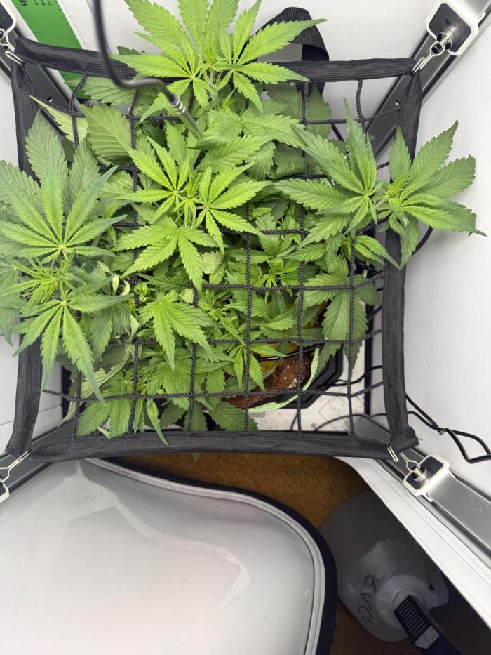 Cherrypie. Week 5 - About time to defoliate 