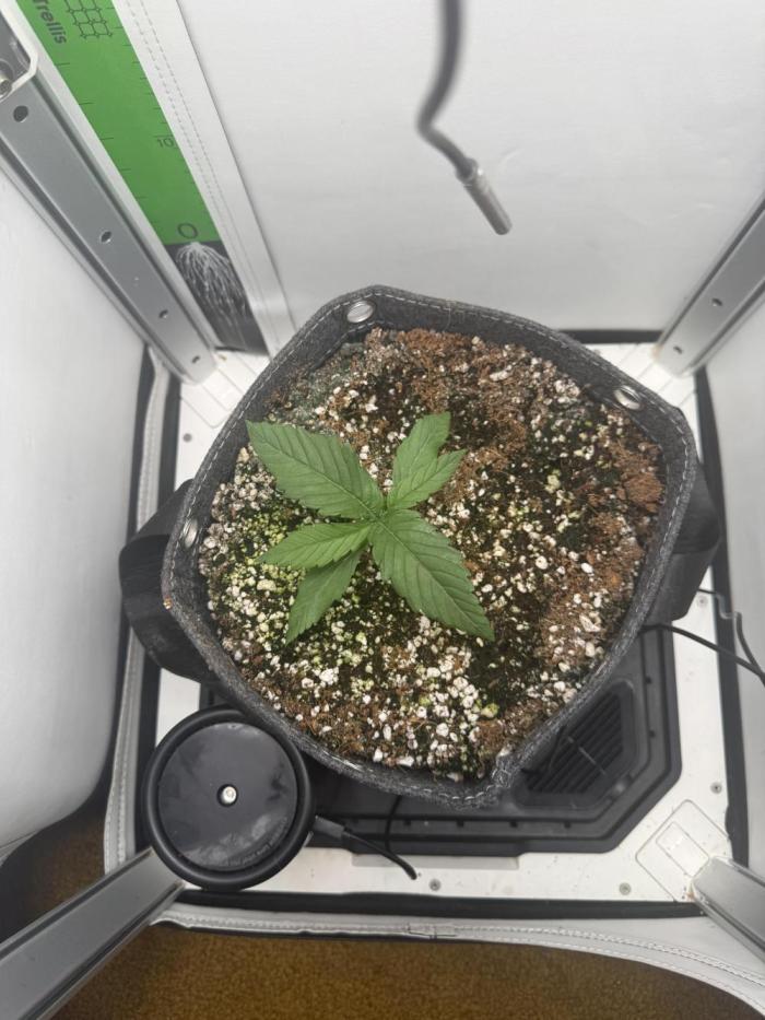 Mix bag. Week 2 - Watering from top