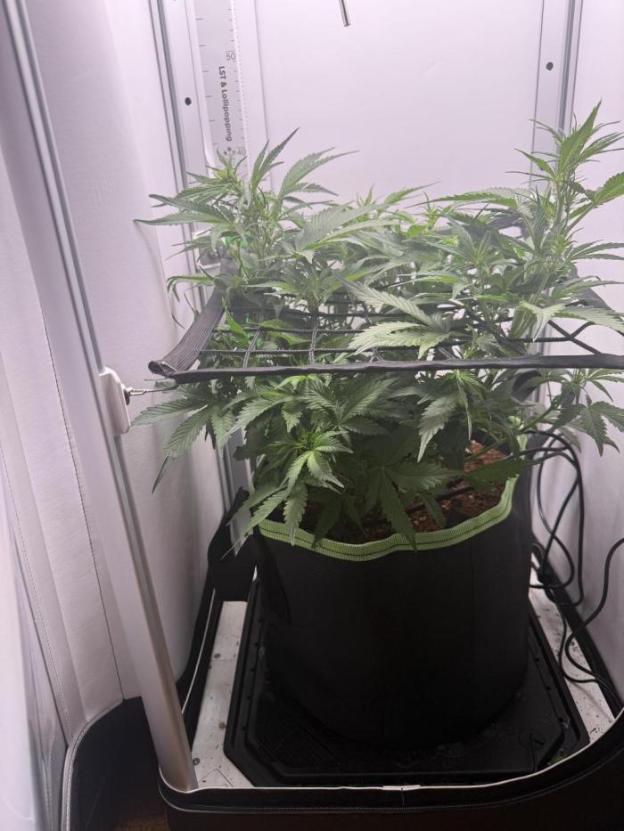 Cherrypie. Week 6 - Starting to stretch 