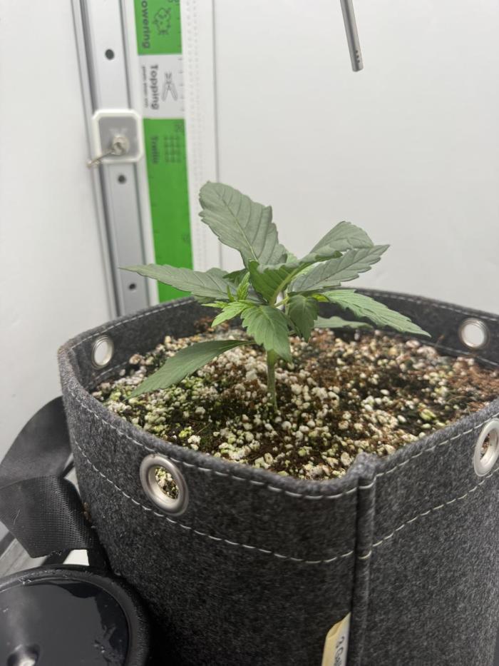 Mix bag. Week 3 - Still a mystery 