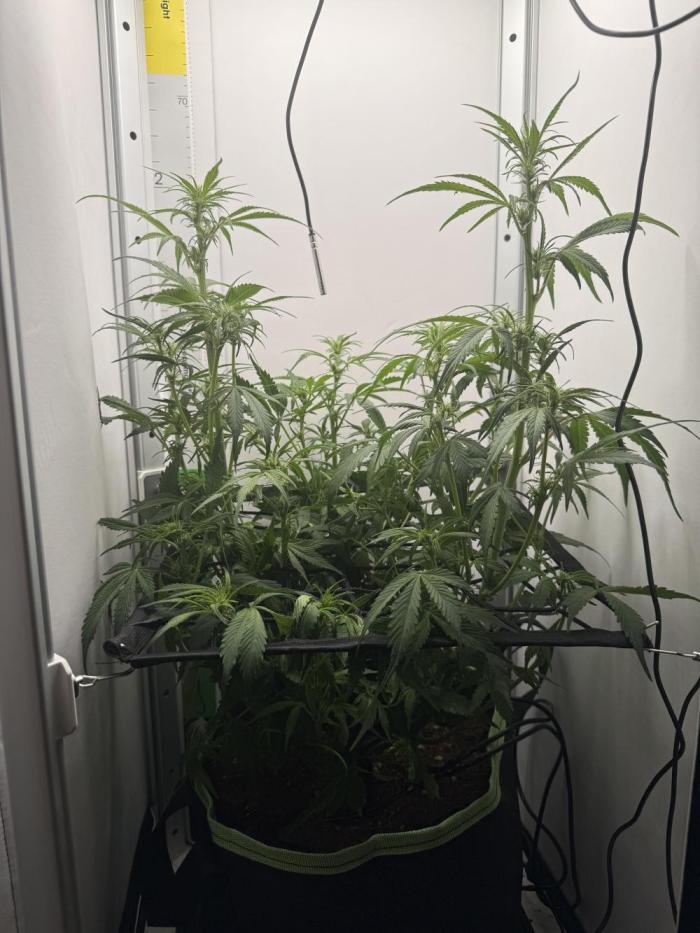 Cherrypie. Week 7