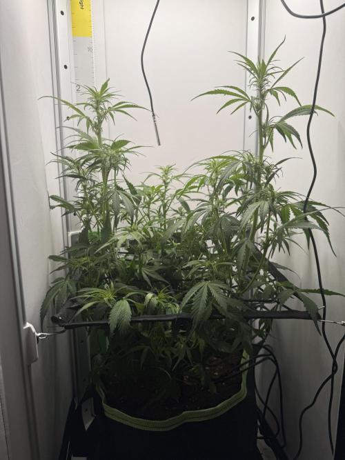 . Week 7