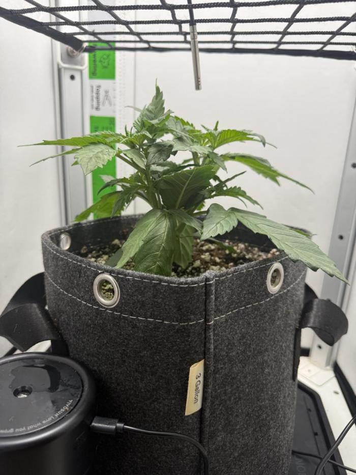 Mix bag. Week 4