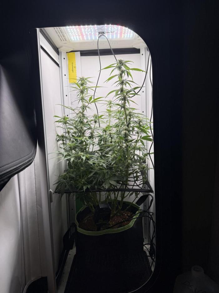 Cherrypie. Week 8 - Hoping she is done stretching 