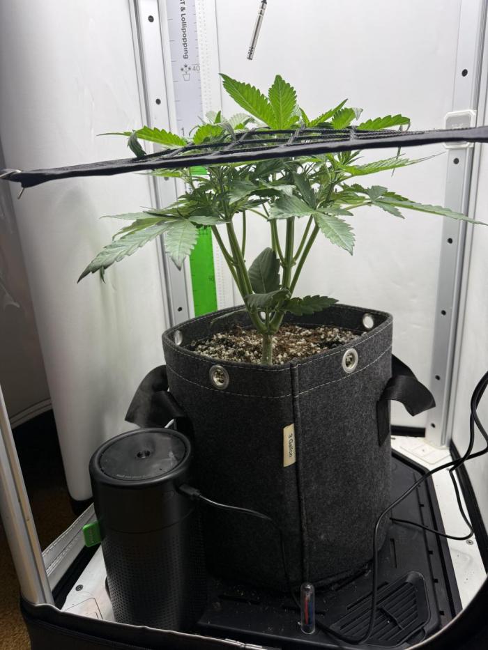 Mix bag. Week 5 - Still a mystery 