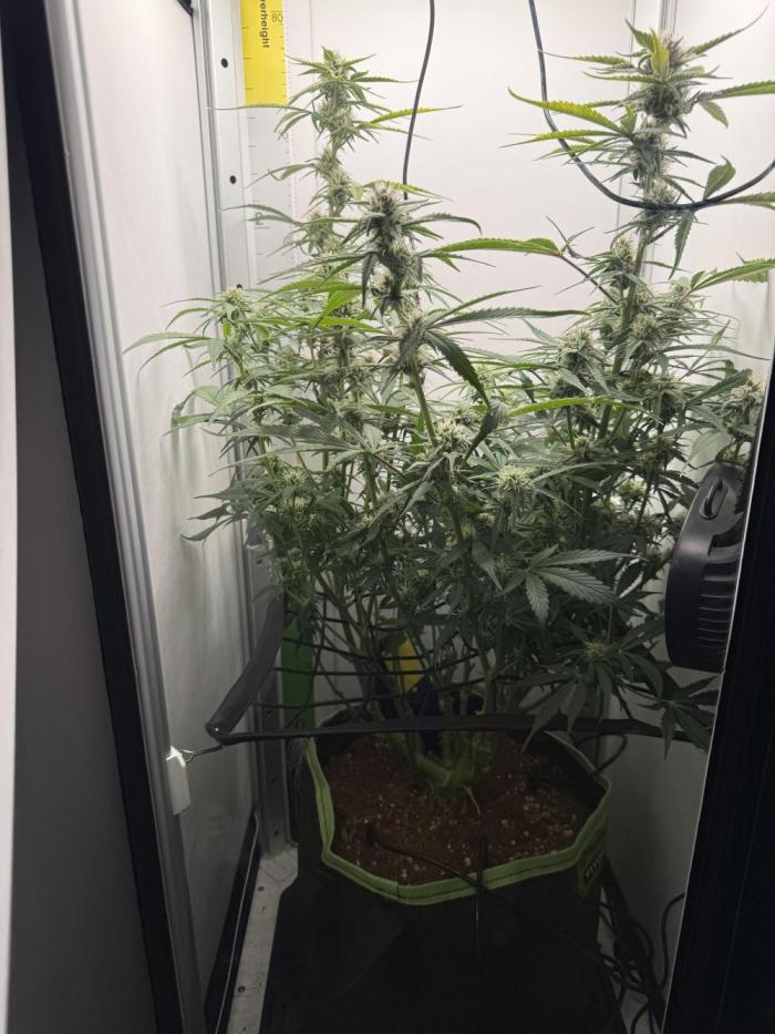 Cherrypie. Week 9 - Hopefully stretch is done
