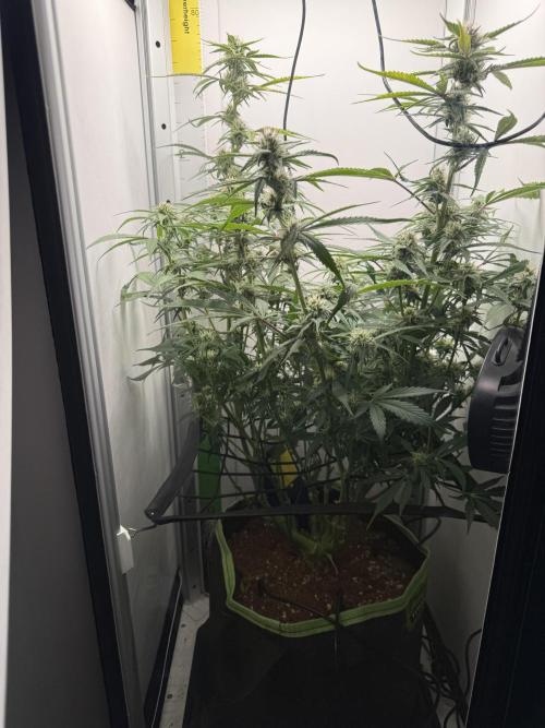 . Week 9