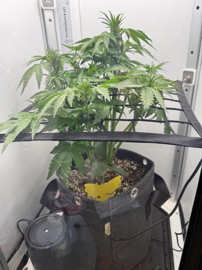 Mix bag. Week 6 - Shooting right up
